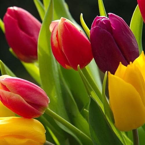 Tulip Single Flower Mixed Varieties - Future Forests