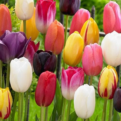 Tulip Single Flower Mixed Varieties - Future Forests