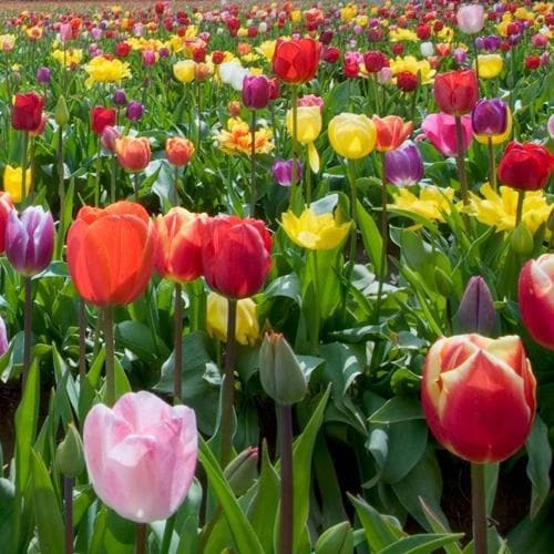 Tulip Single Flower Mixed Varieties - Future Forests