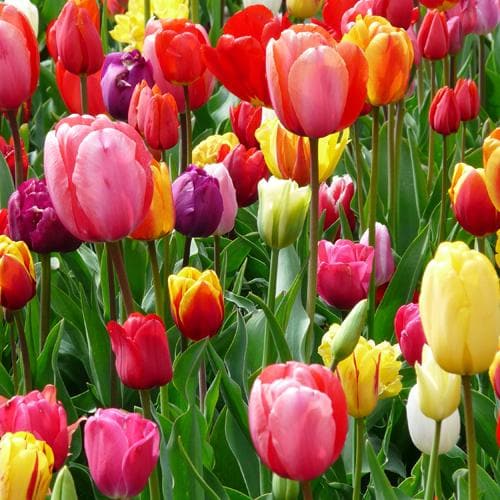 Tulip Single Flower Mixed Varieties - Future Forests