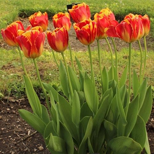 Tulipa 'Banja Luka' - Future Forests
