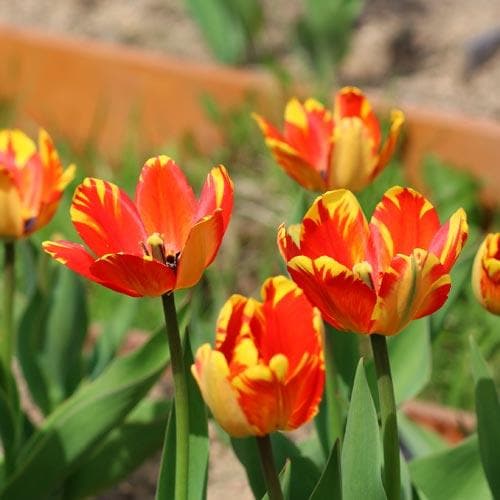 Tulipa 'Banja Luka' - Future Forests