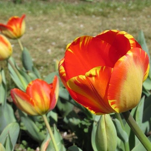 Tulipa 'Banja Luka' - Future Forests