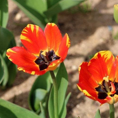 Tulipa 'Banja Luka' - Future Forests