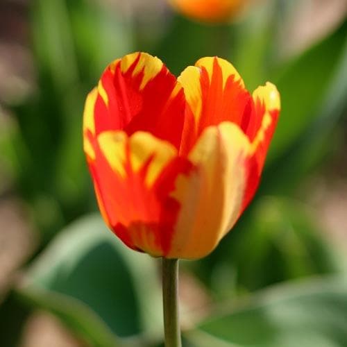 Tulipa 'Banja Luka' - Future Forests