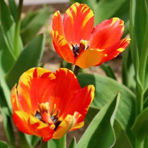 Tulipa 'Banja Luka' - Future Forests