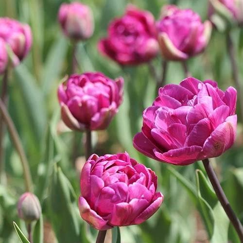 Tulipa ‘Blue Diamond’ - Future Forests