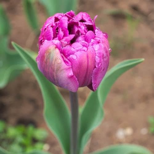 Tulipa ‘Blue Diamond’ - Future Forests