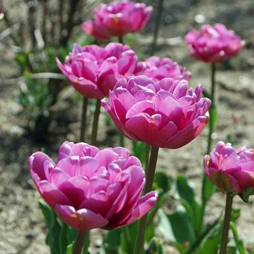 Tulipa ‘Blue Diamond’ - Future Forests