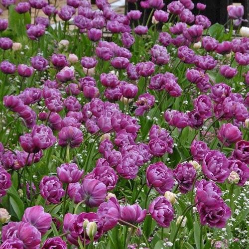 Tulipa ‘Blue Diamond’ - Future Forests