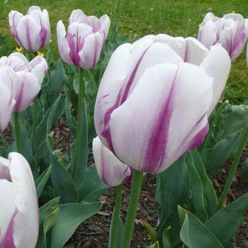 Tulipa 'Flig Flag' - Future Forests