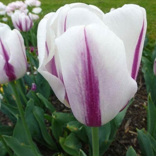 Tulipa 'Flig Flag' - Future Forests