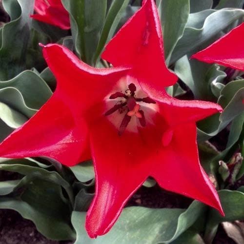 Tulipa Pieter de Leur - Future Forests