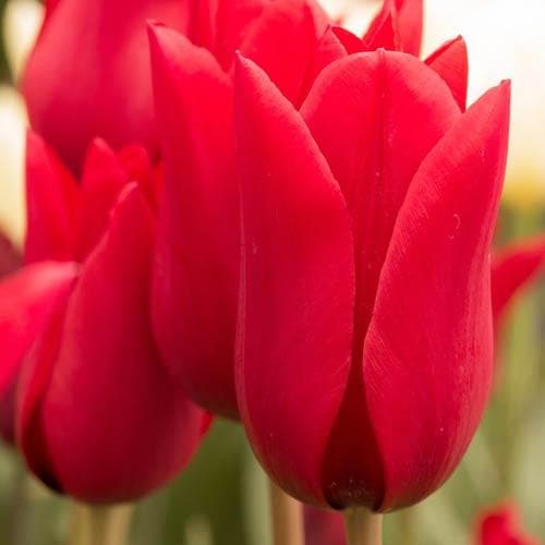 Tulipa Pieter de Leur - Future Forests