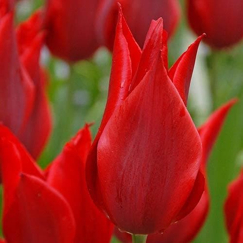 Tulipa Pieter de Leur - Future Forests