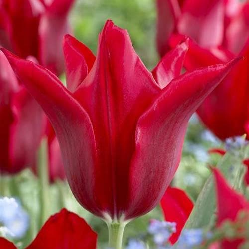 Tulipa Pieter de Leur - Future Forests