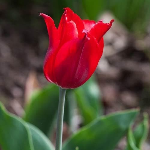 Tulipa Pieter de Leur - Future Forests