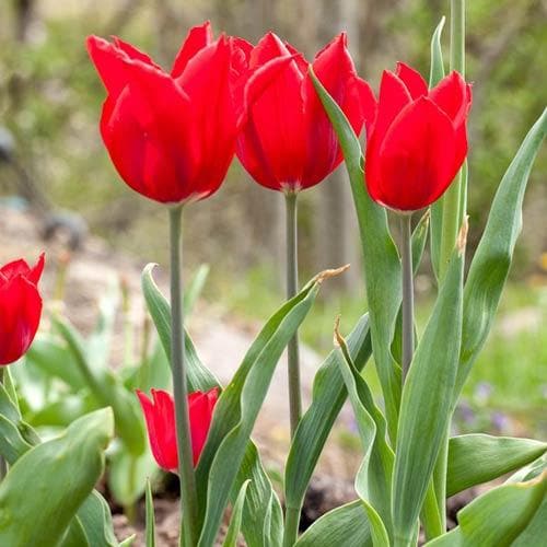 Tulipa Pieter de Leur - Future Forests