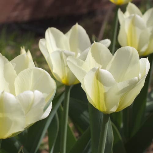 Tulipa 'Purissima' - Future Forests