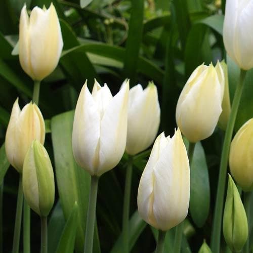 Tulipa 'Purissima' - Future Forests