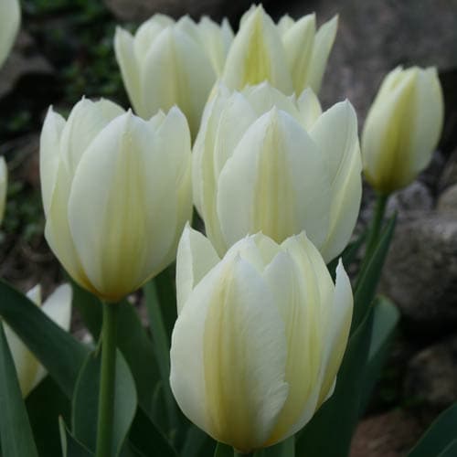 Tulipa 'Purissima' - Future Forests