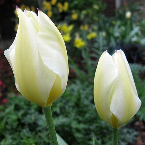 Tulipa 'Purissima' - Future Forests