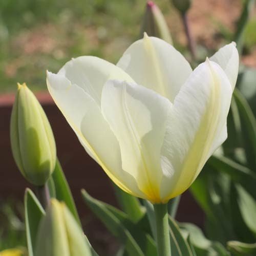 Tulipa 'Purissima' - Future Forests