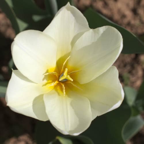 Tulipa 'Purissima' - Future Forests