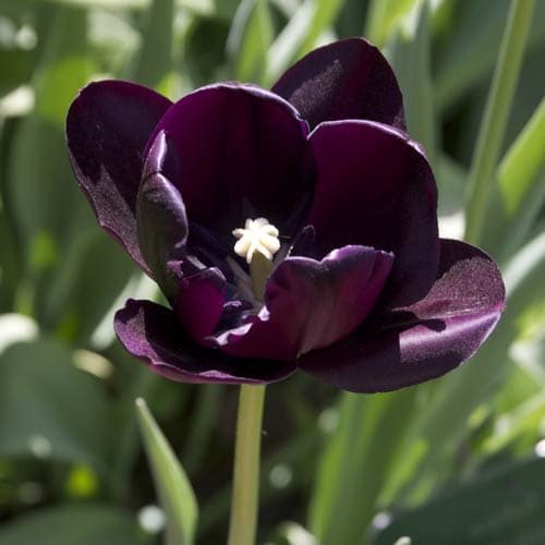 Tulipa 'Queen of Night' - Future Forests