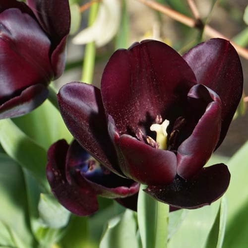 Tulipa 'Queen of Night' - Future Forests