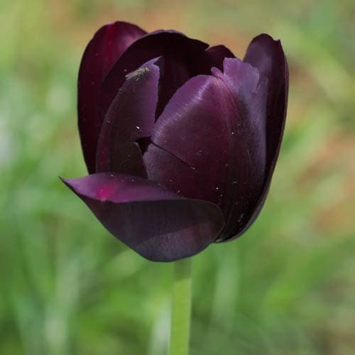 Tulipa 'Queen of Night' - Future Forests