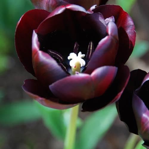 Tulipa 'Queen of Night' - Future Forests