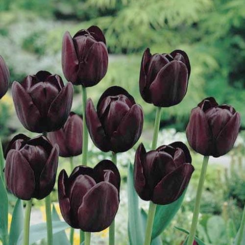 Tulipa 'Queen of Night' - Future Forests