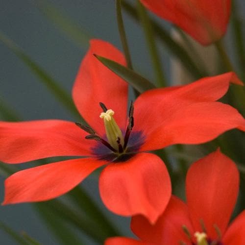 Tulip linifolia - Future Forests