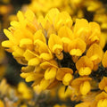 Ulex europaeus