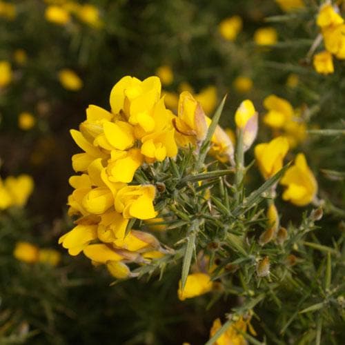 Ulex europaeus - Future Forests