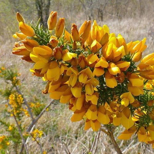 Ulex europaeus - Future Forests