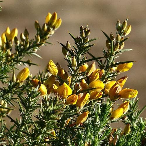 Ulex europaeus - Future Forests