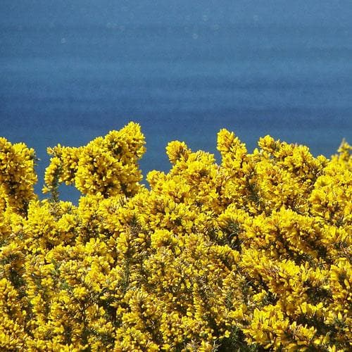 Ulex europaeus - Future Forests