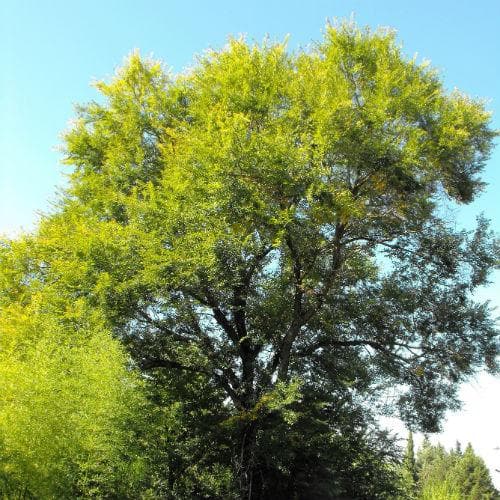 Ulmus Sapporo Autumn Gold - Future Forests