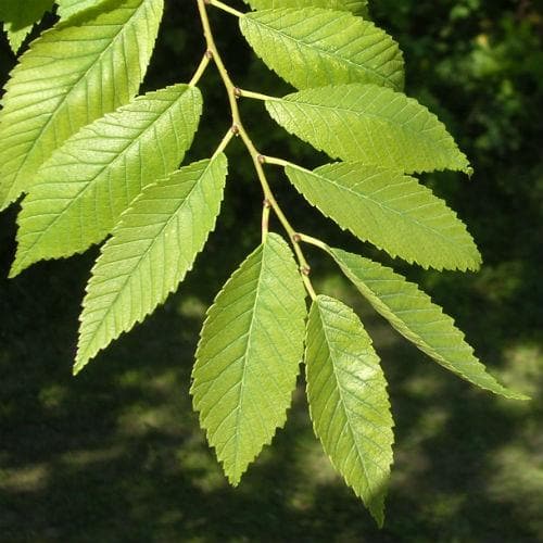 Ulmus Sapporo Autumn Gold - Future Forests