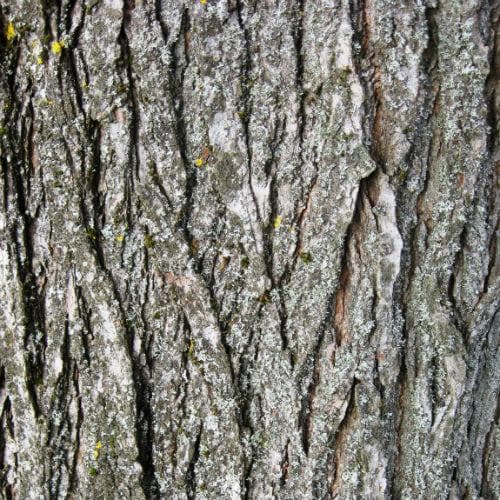 Ulmus Sapporo Autumn Gold - Future Forests