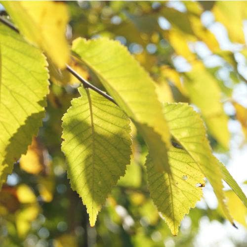 Ulmus Sapporo Autumn Gold - Future Forests