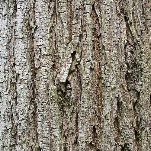 Ulmus glabra - Wych Elm - Future Forests