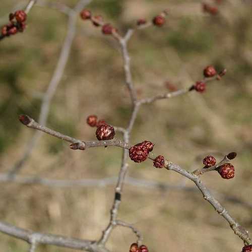 Ulmus glabra - Wych Elm - Future Forests