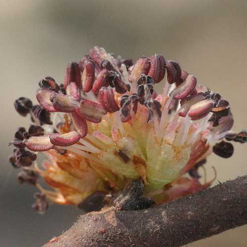 Ulmus glabra - Wych Elm - Future Forests