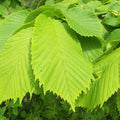 Ulmus glabra - Wych Elm Bareroot | 2-3ft / Not provided