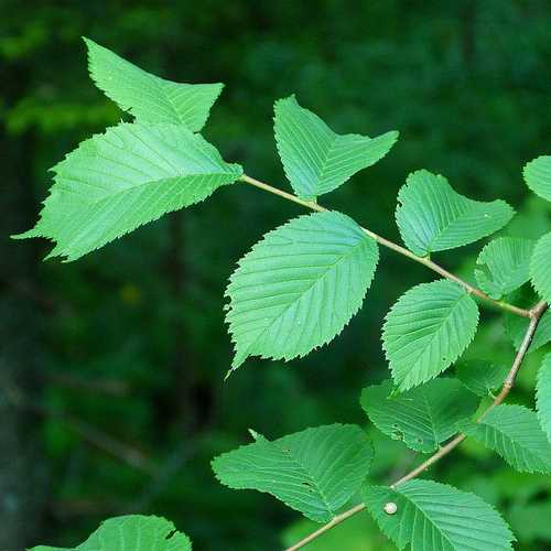 Ulmus glabra - Wych Elm - Future Forests