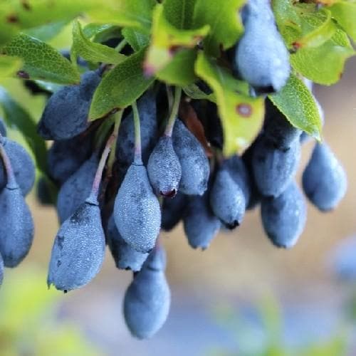 Vaccinium cylindraceum Blau Perle - Future Forests