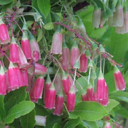 Vaccinium cylindraceum Blau Perle - Future Forests